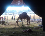 asegura profepa animales a circo en chihuahua