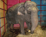 taxidermia