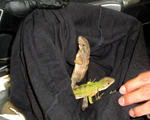 166 reptiles rescatados