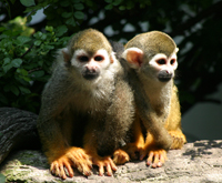 Mono Ardilla