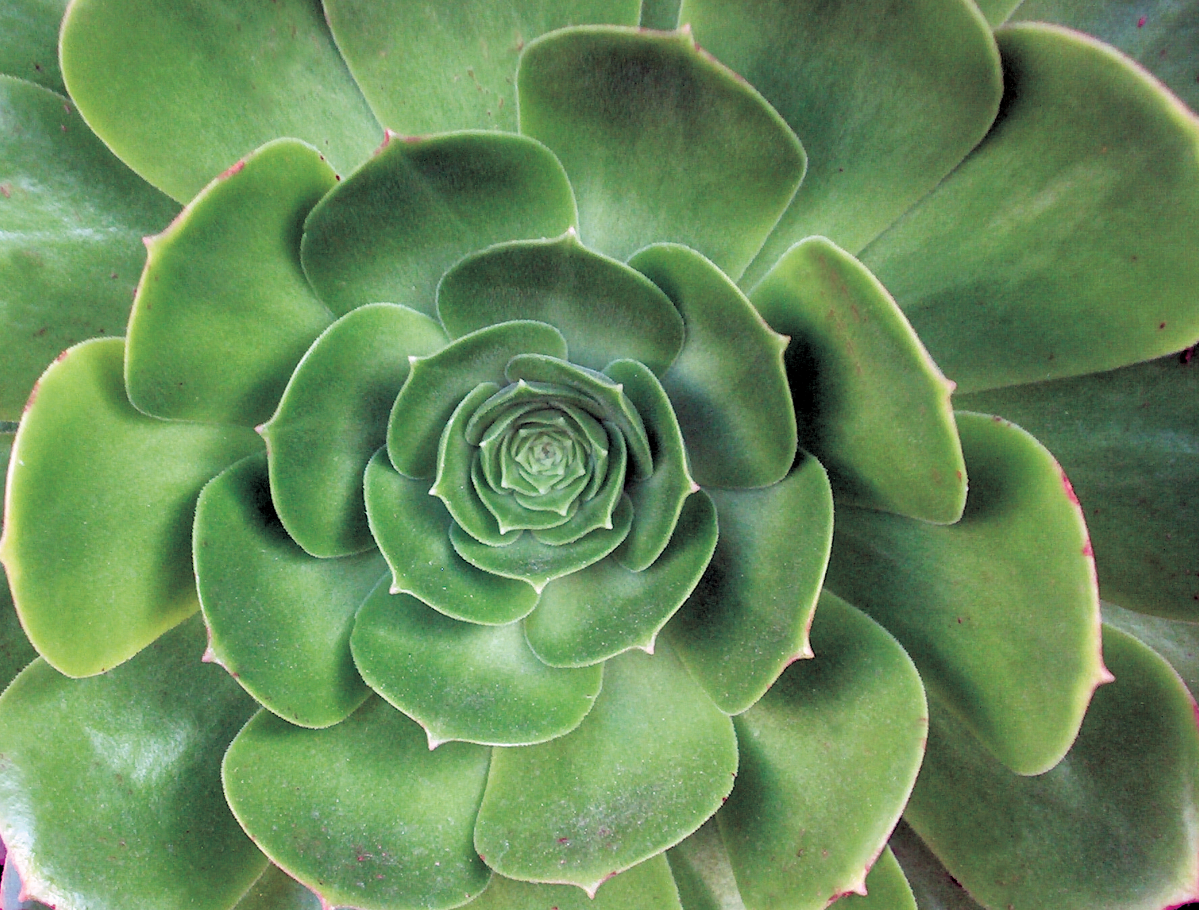 PLANTA CRASULACEA