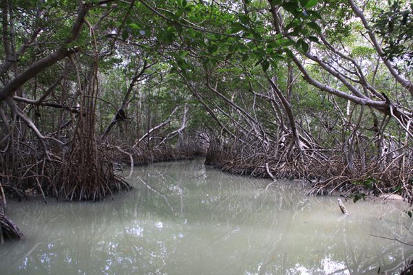 Manglar