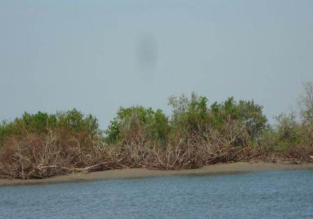 verificación de ecosistemas de manglar