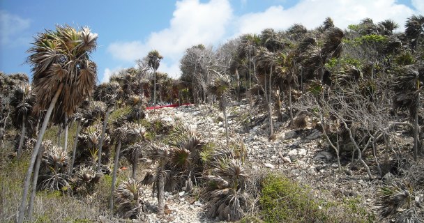 Profepa - La ley al servicio de la naturaleza - Impacto ambiental de “Ingrid” y “Manuel”, en 1,577 hectáreas: Profepa Profepa - La ley al servicio de la naturaleza - Impacto ambiental de “Ingrid” y “Manuel”, en 1,577 hectáreas: Profepa