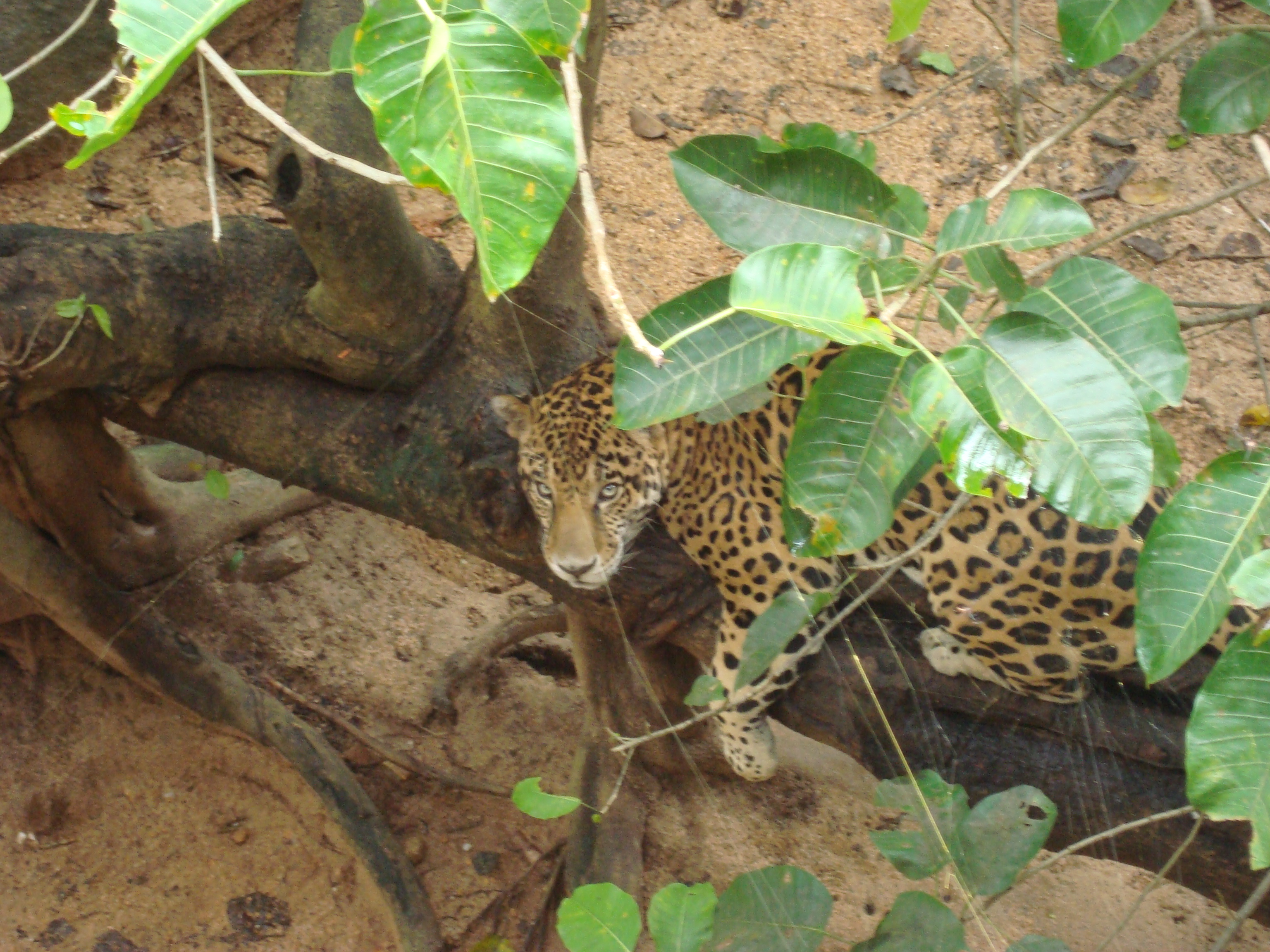Jaguar Jaguar