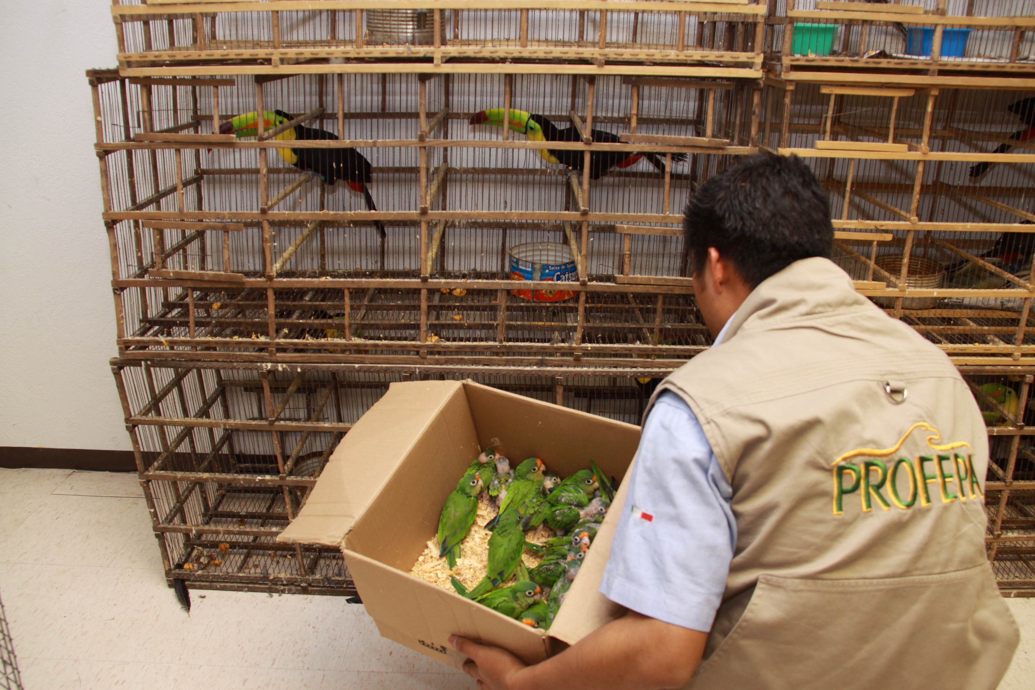 Pericos y tucán Péricos y tucán