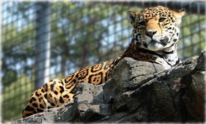 Jaguar