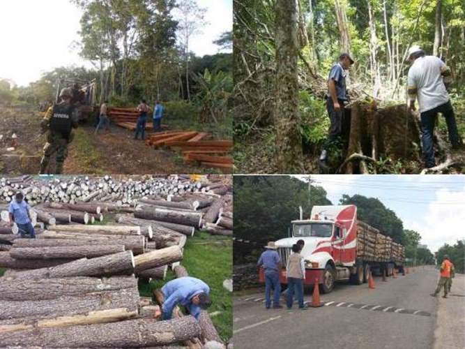 Inspección a la cadena productiva forestal en el sureste mexicano