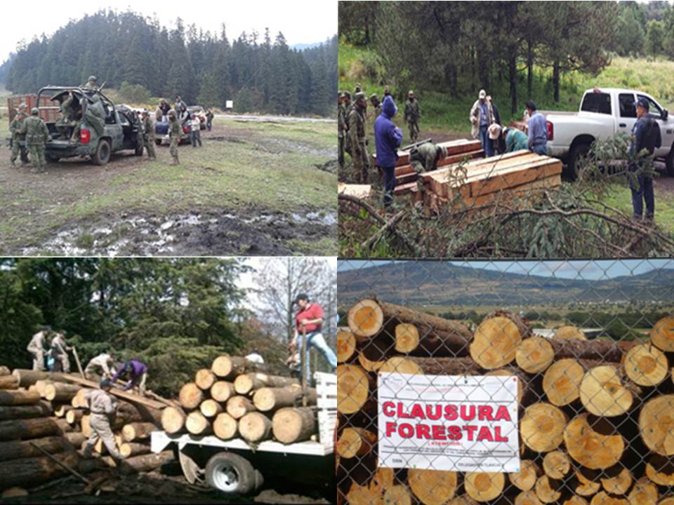 Acciones de Combate a la Tala Clandestina