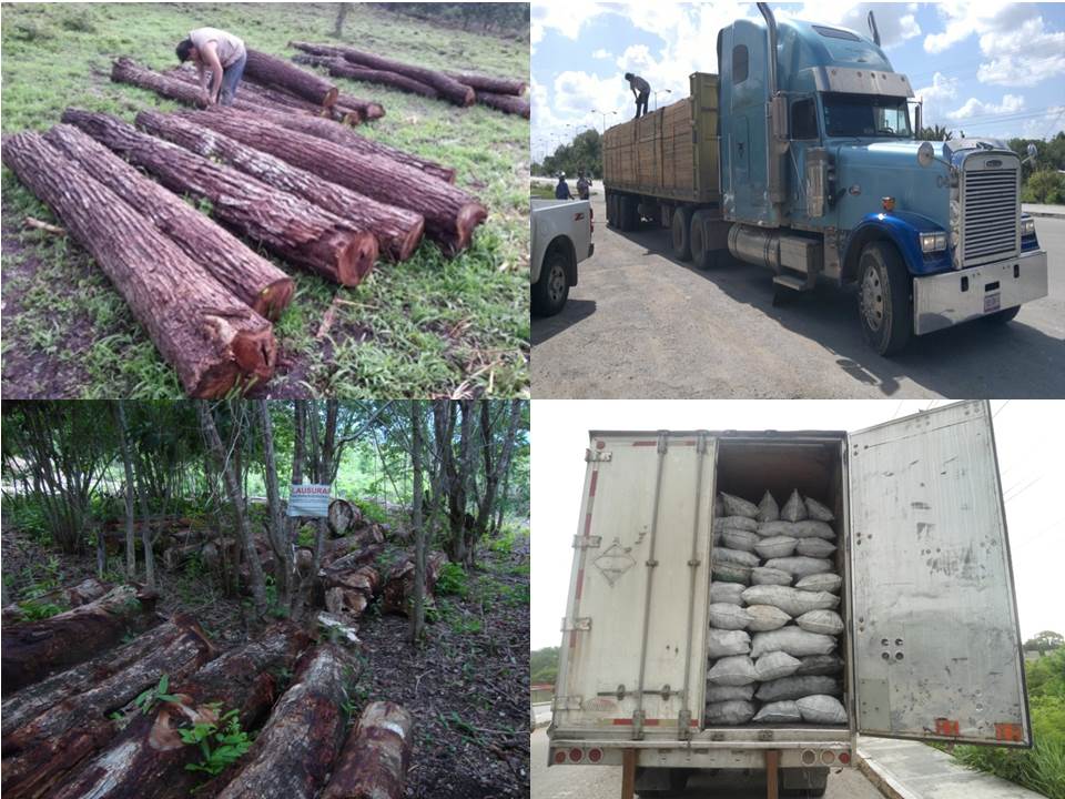 Inspección a materias primas forestales del sureste mexicano