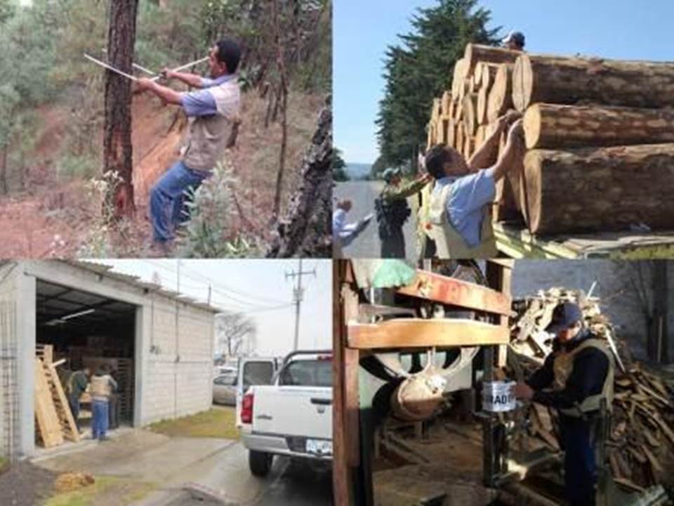 Inspección a la cadena productiva forestal Personal de Profepa inspeccionando predios, transporte y centros de almacenamiento de materias primas forestales