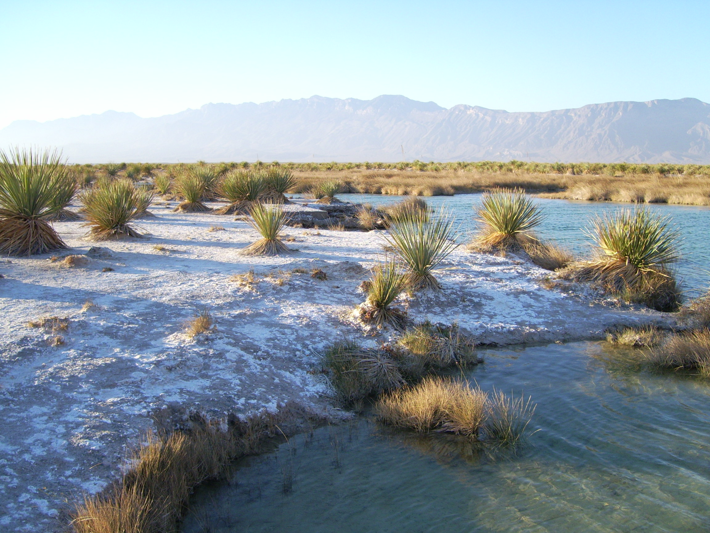 Cuatro Cienegas, Coahuila HUMEDAL