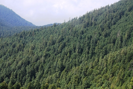 Bosque de Valle 